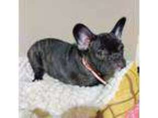 French Bulldog Puppy for sale in Carteret, NJ, USA