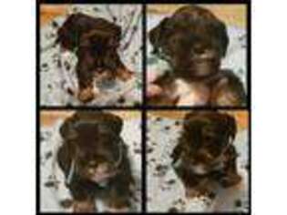 Mutt Puppy for sale in Troup, TX, USA
