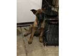 Belgian Malinois Puppy for sale in Moreno Valley, CA, USA