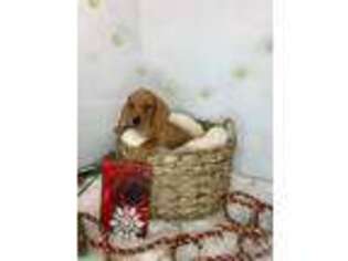 Dachshund Puppy for sale in Canton, OH, USA