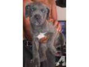 Cane Corso Puppy for sale in STAFFORD, VA, USA