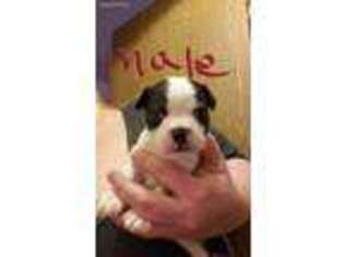 Boston Terrier Puppy for sale in Sherwood, MI, USA