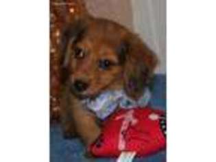 Medium Photo #1 Dachshund Puppy For Sale in Willow Springs, MO, USA