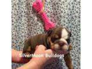 Bulldog Puppy for sale in Jonesboro, AR, USA