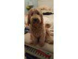 Goldendoodle Puppy for sale in Marietta, GA, USA