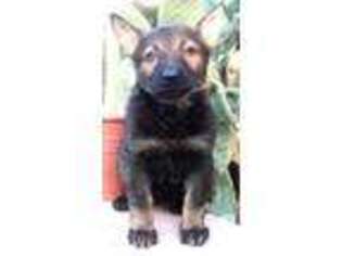 German Shepherd Dog Puppy for sale in WITTMANN, AZ, USA