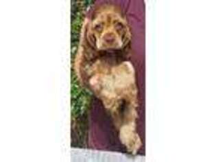 Cocker Spaniel Puppy for sale in Comfort, TX, USA