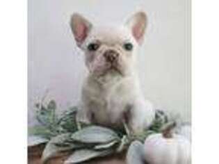 French Bulldog Puppy for sale in Poplarville, MS, USA