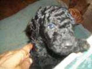 Mutt Puppy for sale in PALACIOS, TX, USA