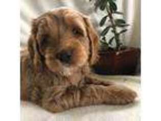Labradoodle Puppy for sale in Greycliff, MT, USA