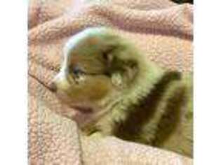 Miniature Australian Shepherd Puppy for sale in Minneapolis, MN, USA