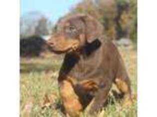 Doberman Pinscher Puppy for sale in Indian Trail, NC, USA