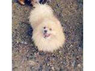 Pomeranian Puppy for sale in Albany, OR, USA
