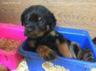 Rottweiler Puppy for sale in Hudson, CO, USA