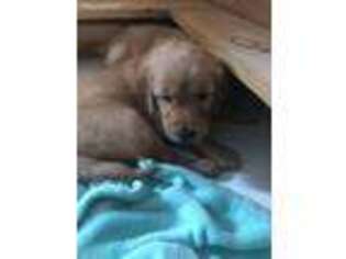 Golden Retriever Puppy for sale in Plainville, CT, USA