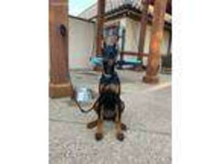 Doberman Pinscher Puppy for sale in Colleyville, TX, USA