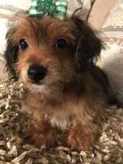 Yorkshire Terrier Puppy for sale in Spring Grove, IL, USA
