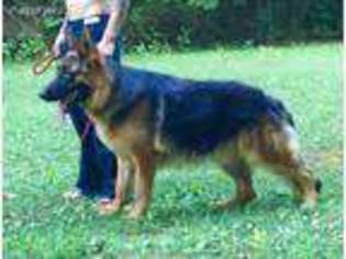 German Shepherd Dog Puppy for sale in Knoxville, TN, USA