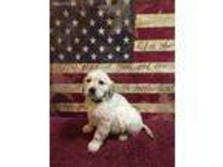 Mutt Puppy for sale in Metamora, IN, USA