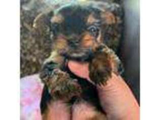 Yorkshire Terrier Puppy for sale in Cochran, GA, USA