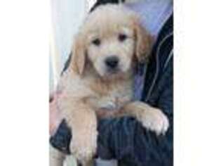 Golden Retriever Puppy for sale in Archie, MO, USA