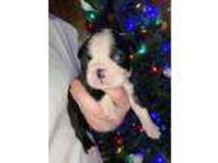 Boston Terrier Puppy for sale in Calera, AL, USA