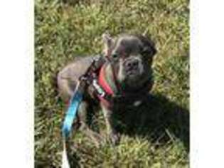 French Bulldog Puppy for sale in Paw Paw, MI, USA