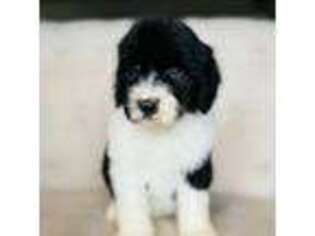 Mutt Puppy for sale in Natural Bridge, VA, USA