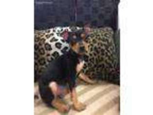 Miniature Pinscher Puppy for sale in Humble, TX, USA