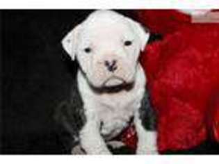 American Bulldog Puppy for sale in Jonesboro, AR, USA