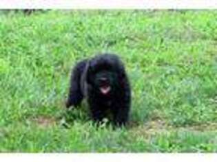 Newfoundland Puppy for sale in Chambersburg, PA, USA