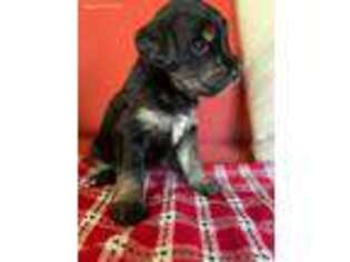 Mutt Puppy for sale in Mariposa, CA, USA