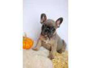 French Bulldog Puppy for sale in Fargo, ND, USA