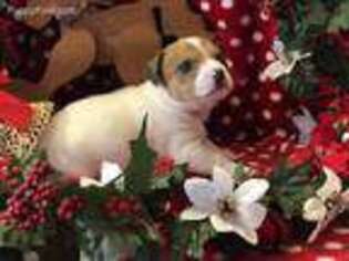 Jack Russell Terrier Puppy for sale in Salem, NJ, USA