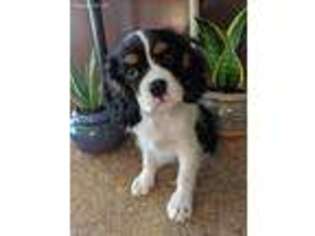 Cavalier King Charles Spaniel Puppy for sale in Saluda, NC, USA