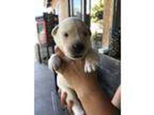 Labrador Retriever Puppy for sale in Corona, CA, USA