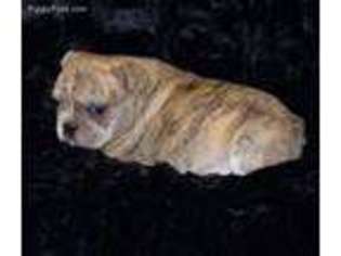 French Bulldog Puppy for sale in Fair Oaks, CA, USA
