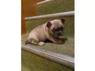 French Bulldog Puppy for sale in Glencoe, MN, USA