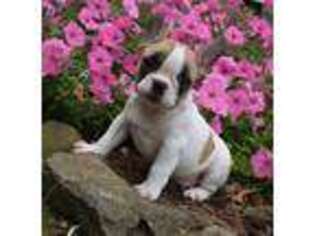 Frenchie Pug Puppy for sale in Columbus, OH, USA
