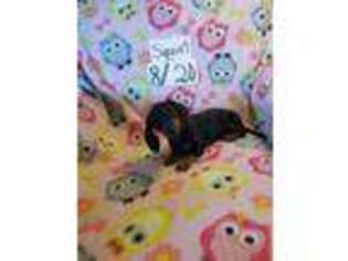 Dachshund Puppy for sale in Lovington, NM, USA