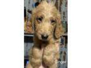Labradoodle Puppy for sale in Pine City, MN, USA