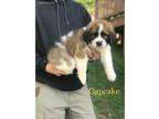 Saint Bernard Puppy for sale in Draper, VA, USA