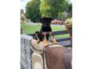 German Shepherd Dog Puppy for sale in Murfreesboro, TN, USA
