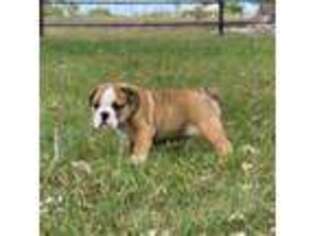 Bulldog Puppy for sale in Fair Play, MO, USA