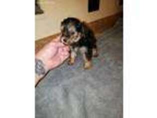 Yorkshire Terrier Puppy for sale in Pisgah, AL, USA