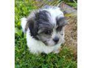 Mal-Shi Puppy for sale in Arthur, IL, USA