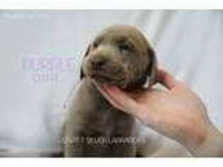 Labrador Retriever Puppy for sale in Moapa, NV, USA