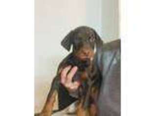 Doberman Pinscher Puppy for sale in Southington, CT, USA