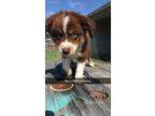 Australian Shepherd Puppy for sale in Krum, TX, USA