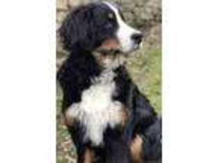 Bernese Mountain Dog Puppy for sale in Pittsburgh, PA, USA